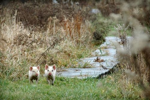 我們的環(huán)境會(huì)好嗎？——“數(shù)說(shuō)”大氣、水、土壤污染防治三大戰(zhàn)役